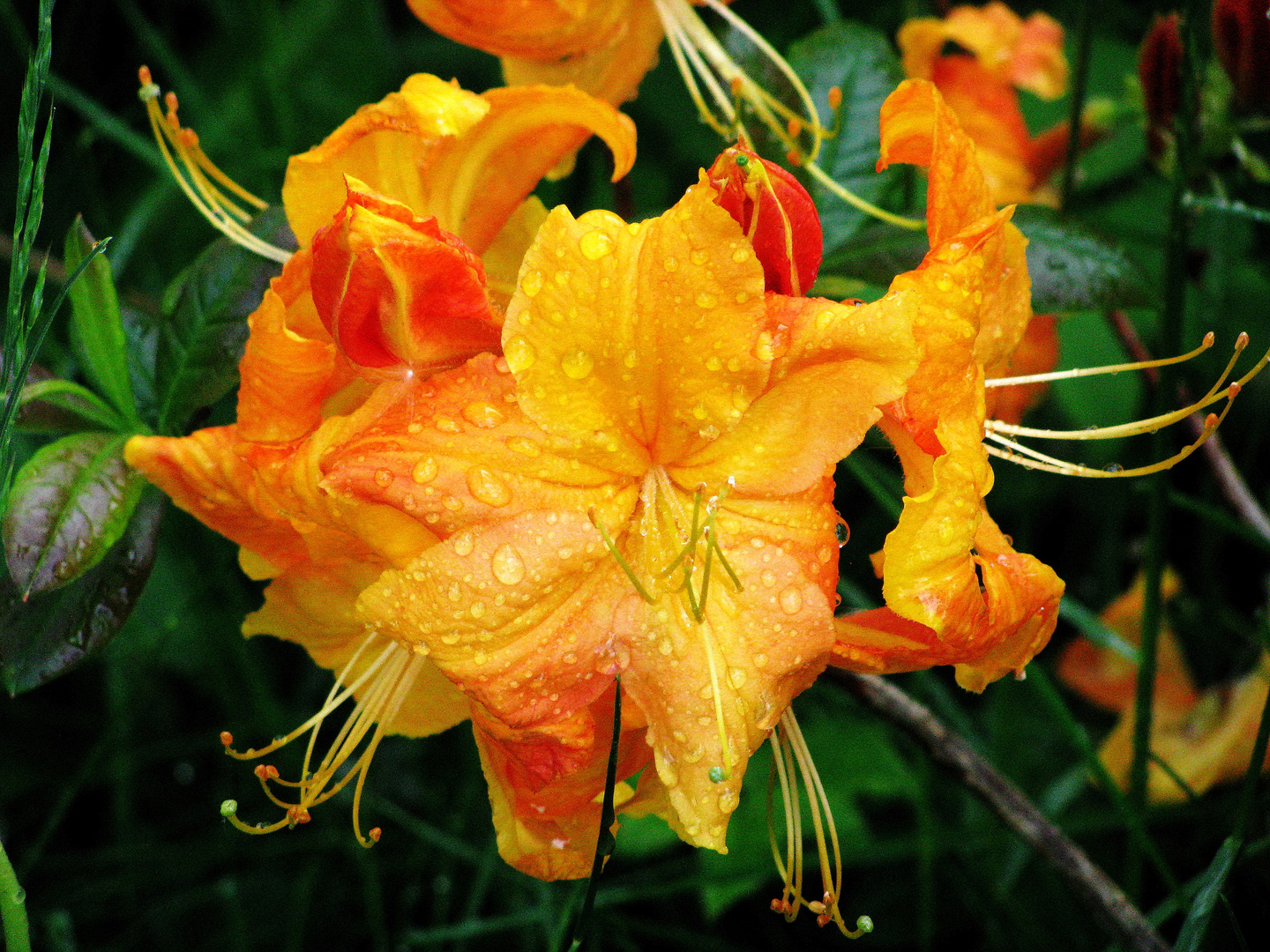 Ein Feuerwerk einer Azaleenblüte