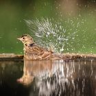 Ein Feuerwerk mit Wasser!