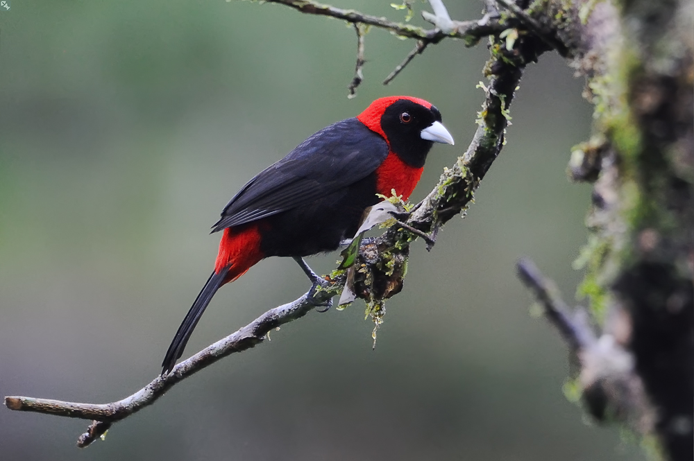 Ein feuriger Vogel