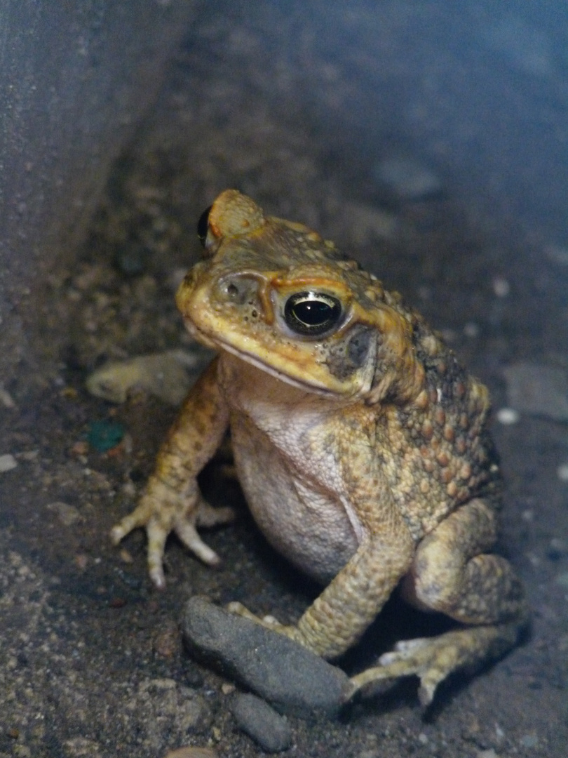 ein "FF"- Fiji Frog