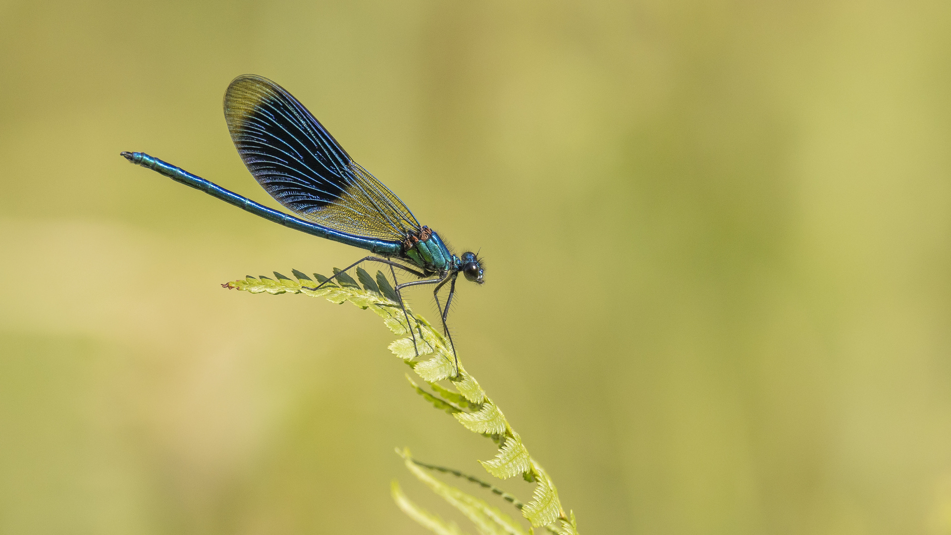 Ein filigraner Flieger