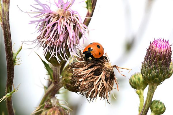 Ein filigranes Glückskäferchen ...