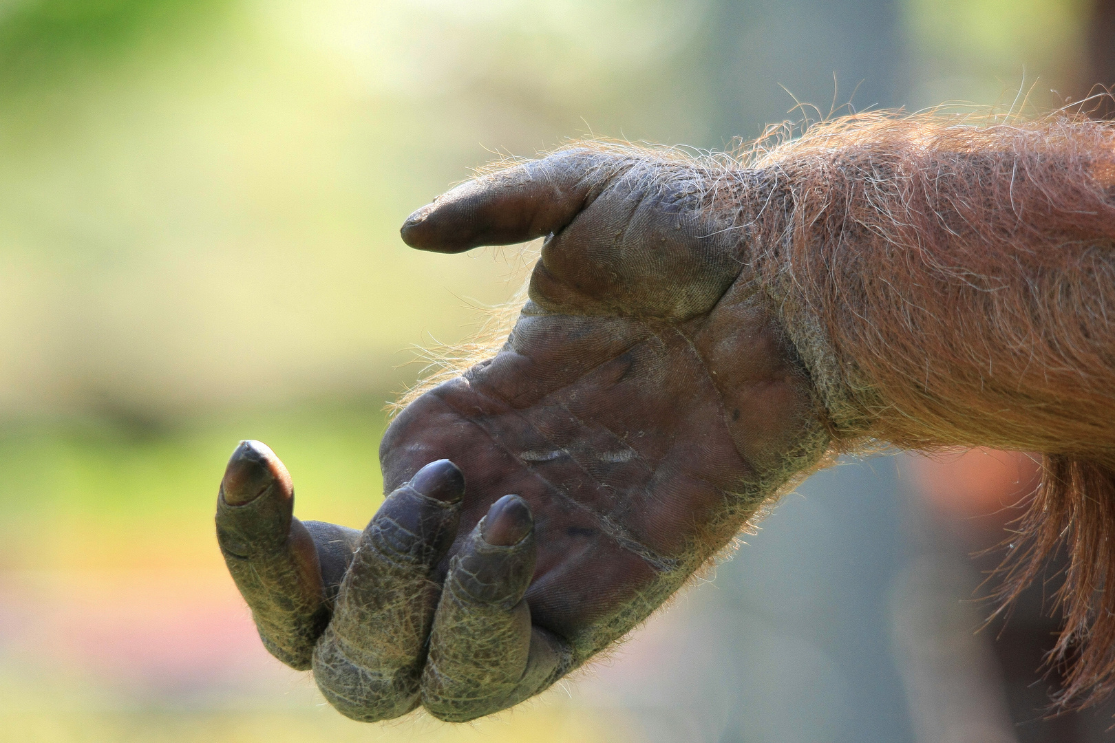 ein Finger fehlt mir leider....