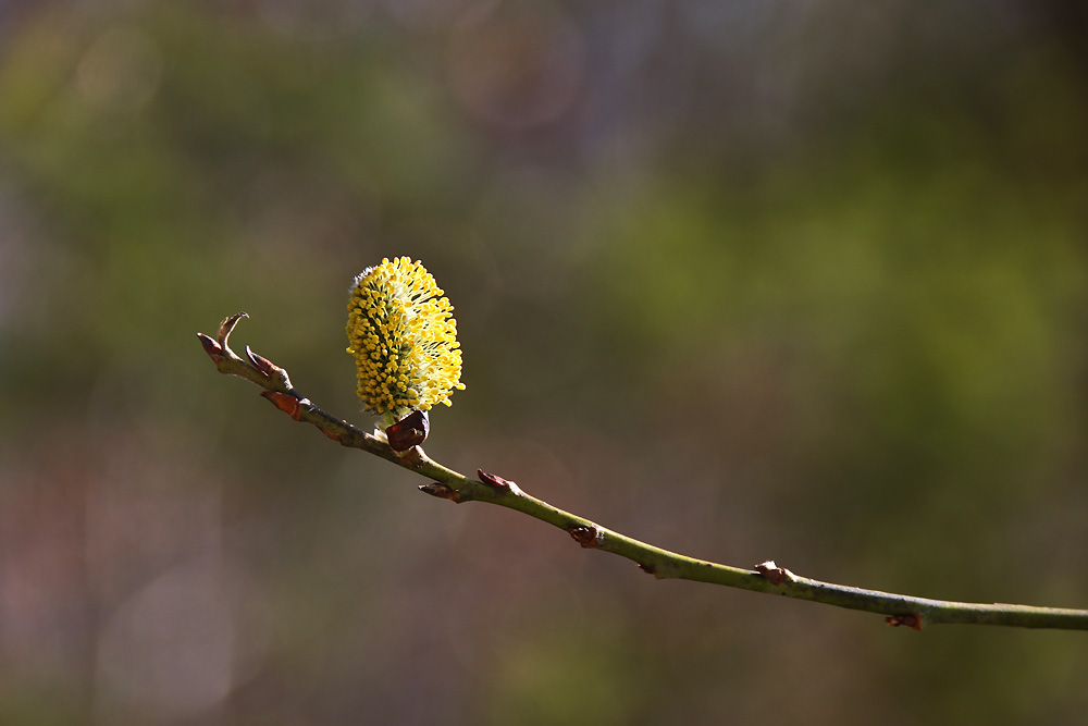 ein Fingerzeig des Frühlings