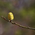 ein Fingerzeig des Frühlings