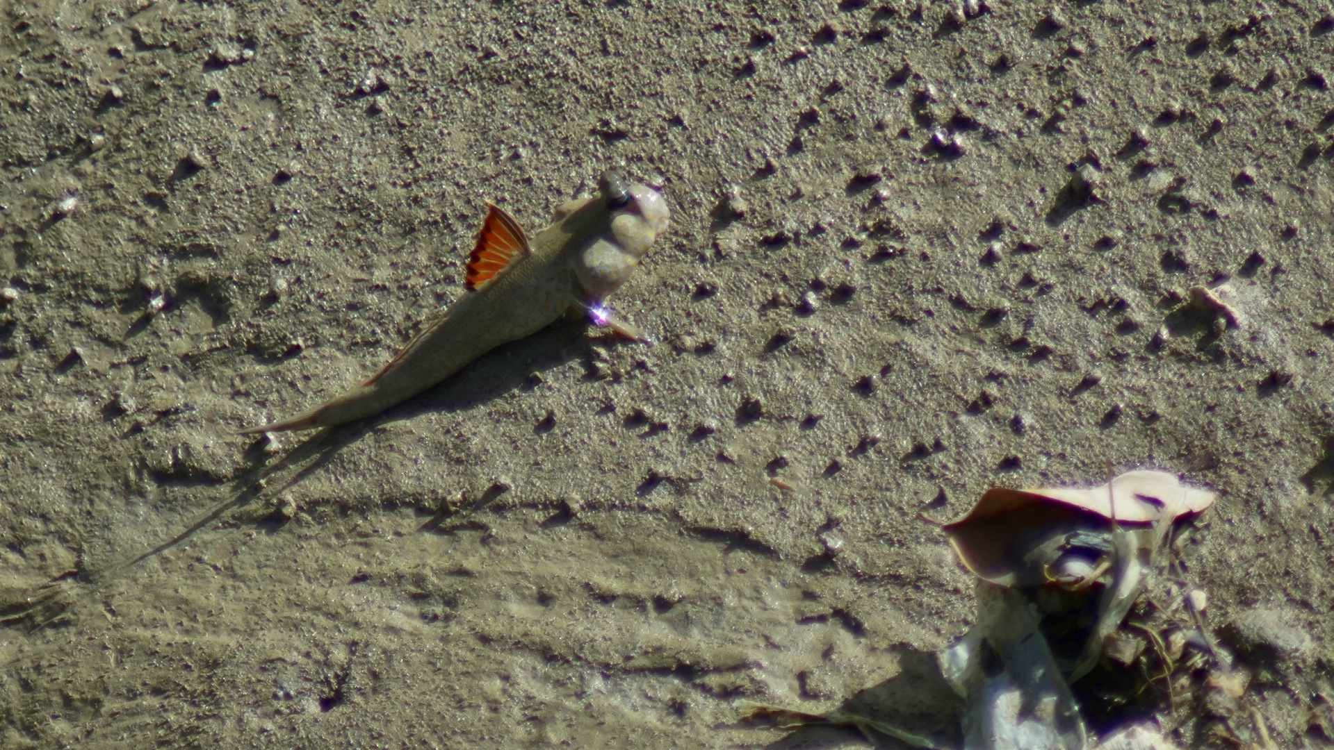 Ein Fisch auf dem Trockenen