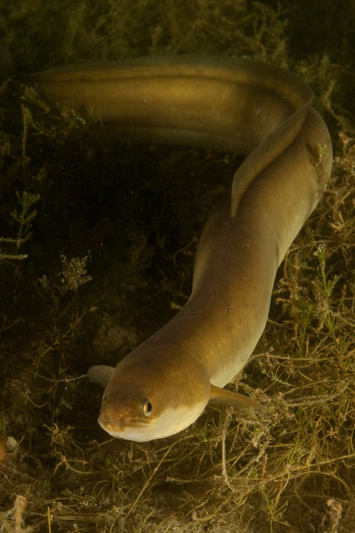 Ein Fisch auf Landgang - Der Europäischde Aal