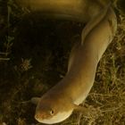 Ein Fisch auf Landgang - Der Europäischde Aal