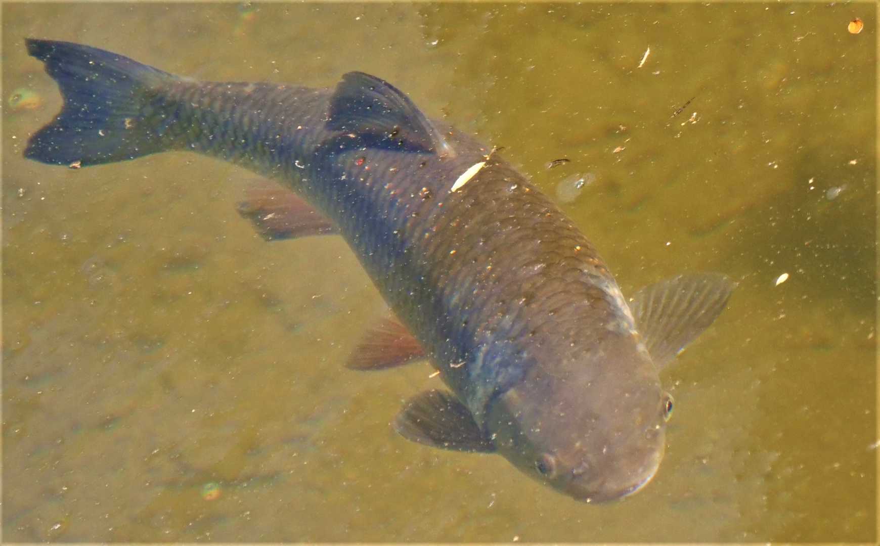 Ein Fisch (Dölbel) in der Ruhr.