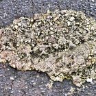 Ein Fisch im Asphalt