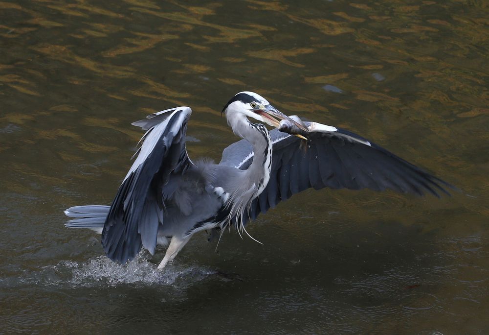 Ein Fisch im Schnabel..