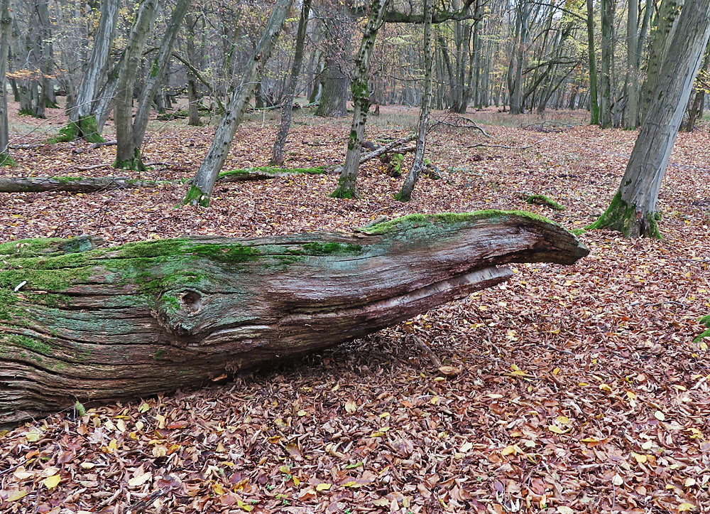 Ein Fisch im Wald