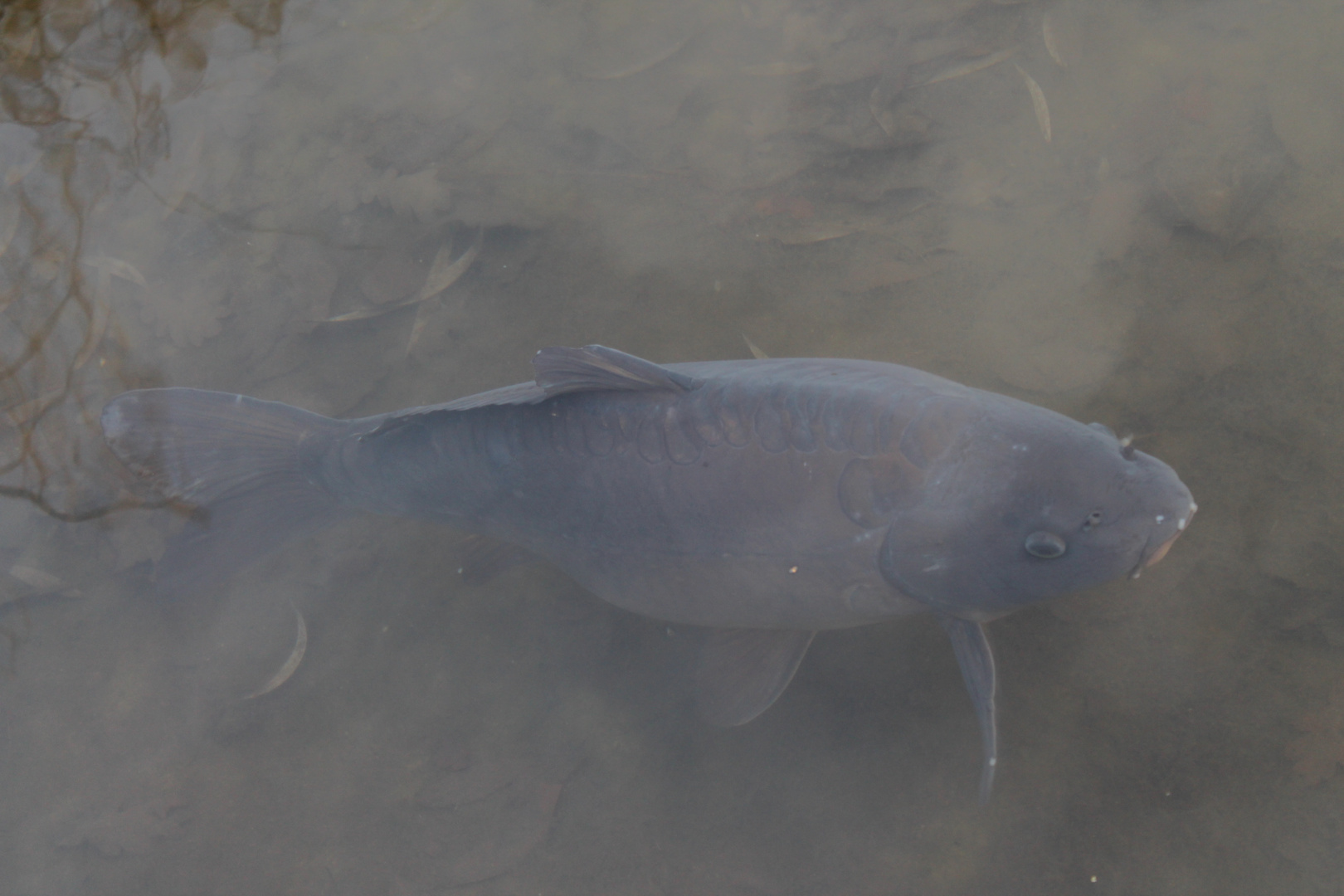 ein Fisch im Wasser