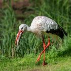 Ein Fisch in "Schnabellänge" für den Storch