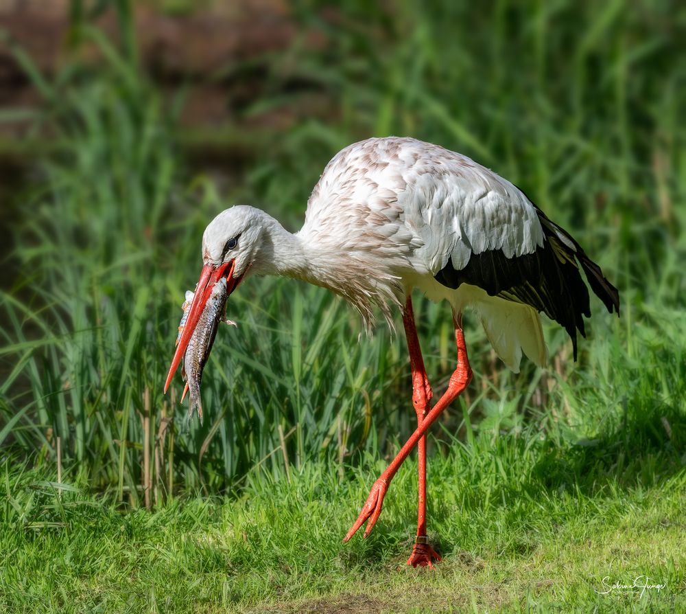 Ein Fisch in "Schnabellänge" für den Storch