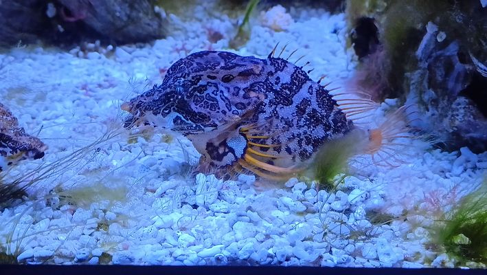 Ein Fisch namens Grunzgroppe