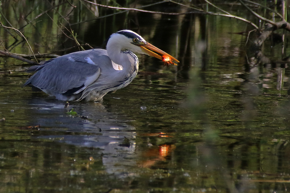 ein Fisch-Snack 