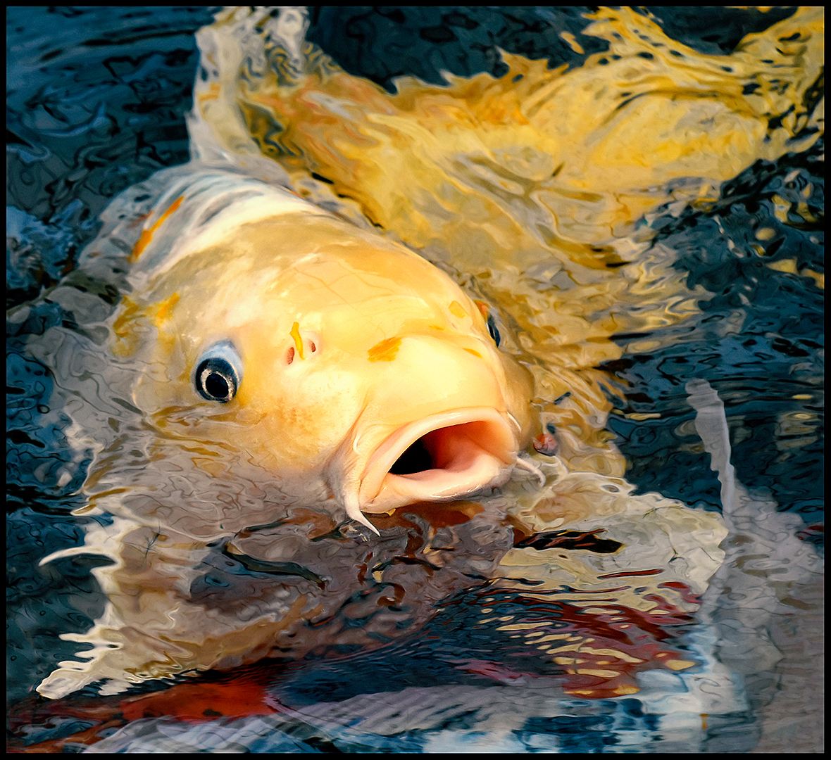 Ein Fisch Wie Gemalt Foto Bild Wasser Gelb Teich Bilder Auf Fotocommunity