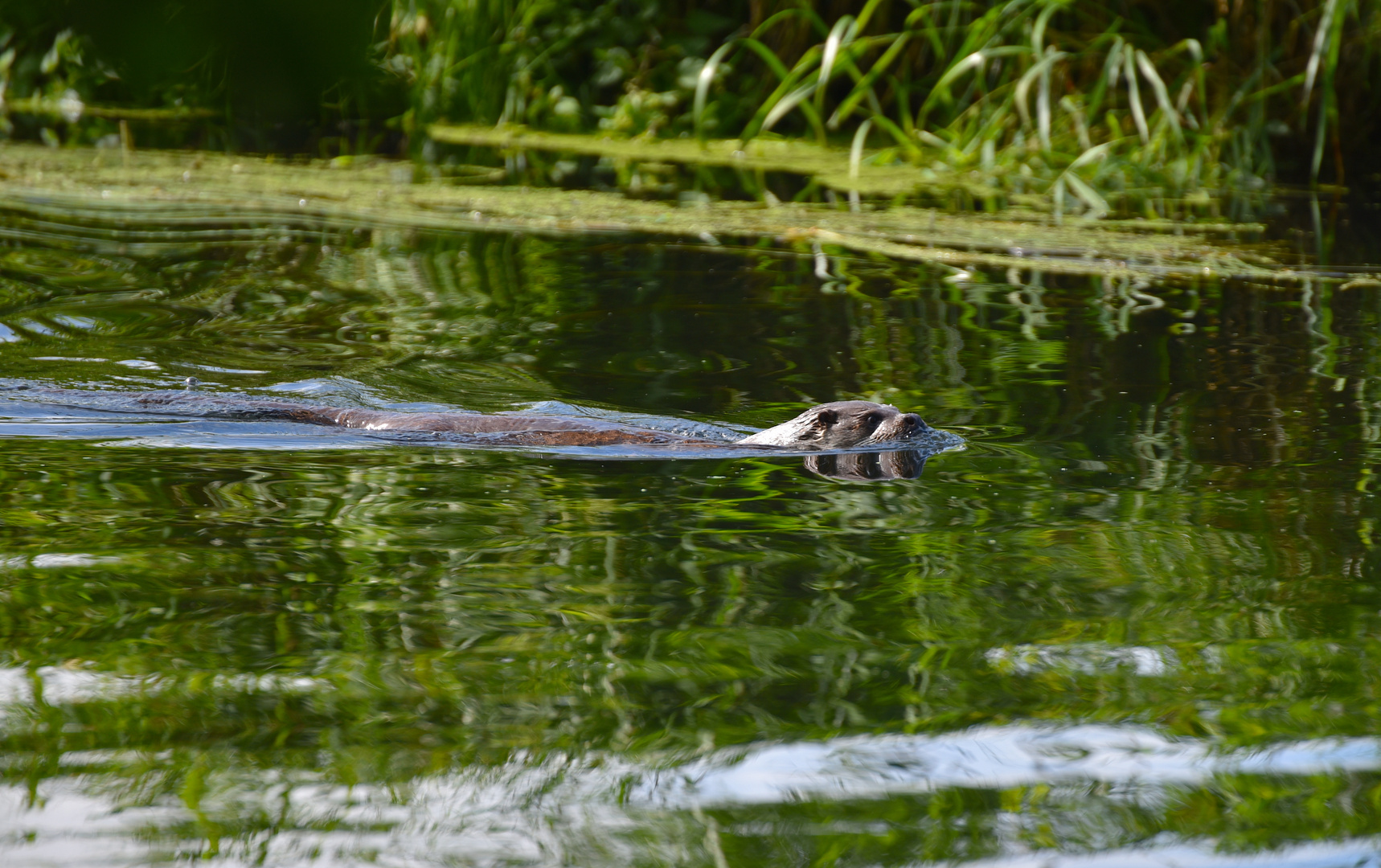 Ein Fischotter