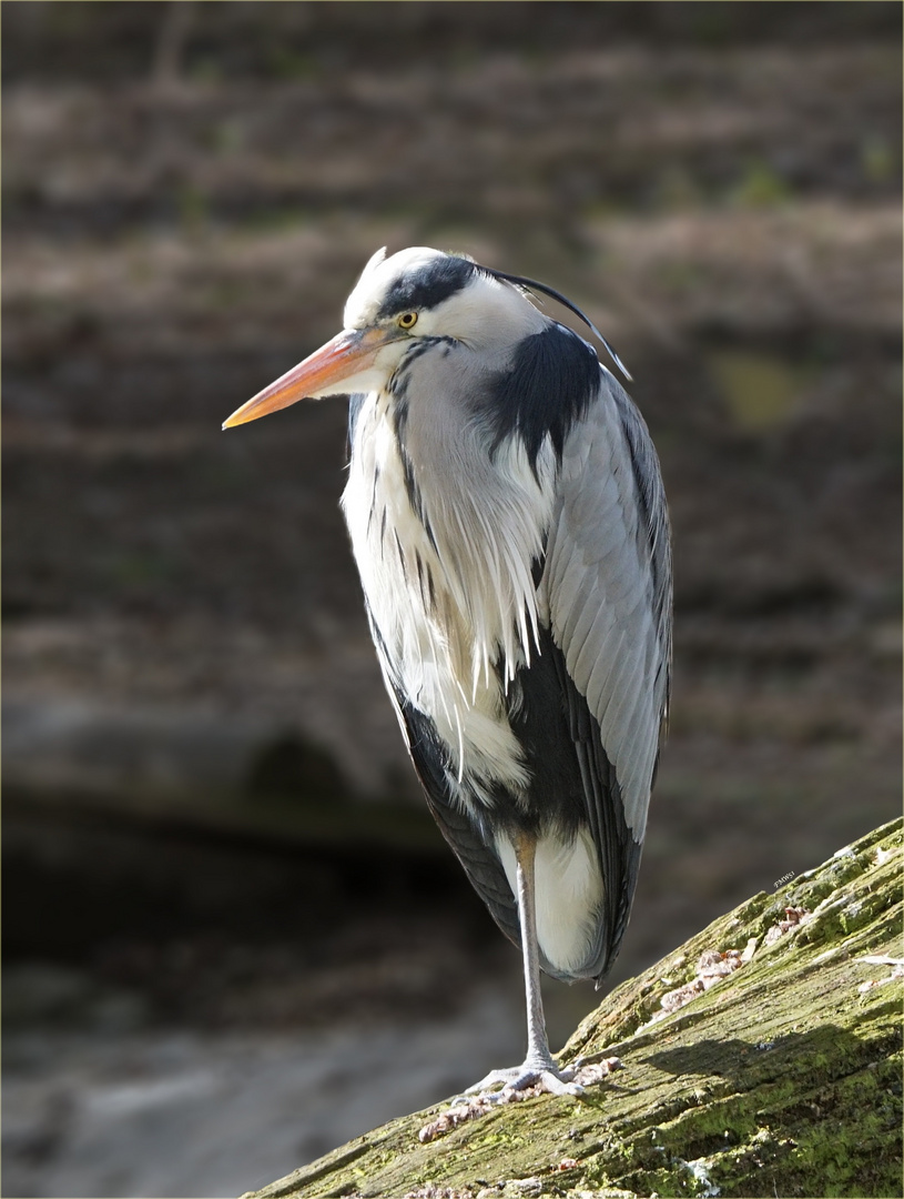 Ein Fischreiher