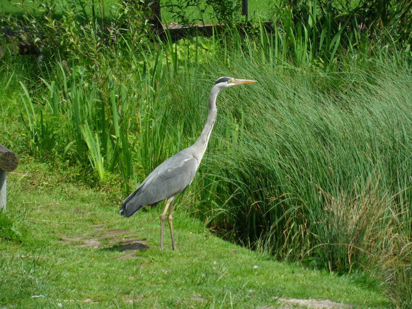 ein fischreiher