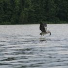 Ein Fischreiher holt sich einen toten Fisch