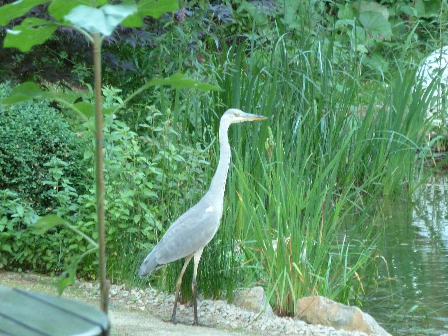 Ein Fischreiher im Garten