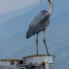 Ein Fischreiher zu Besuch, der Freund aller Fischer