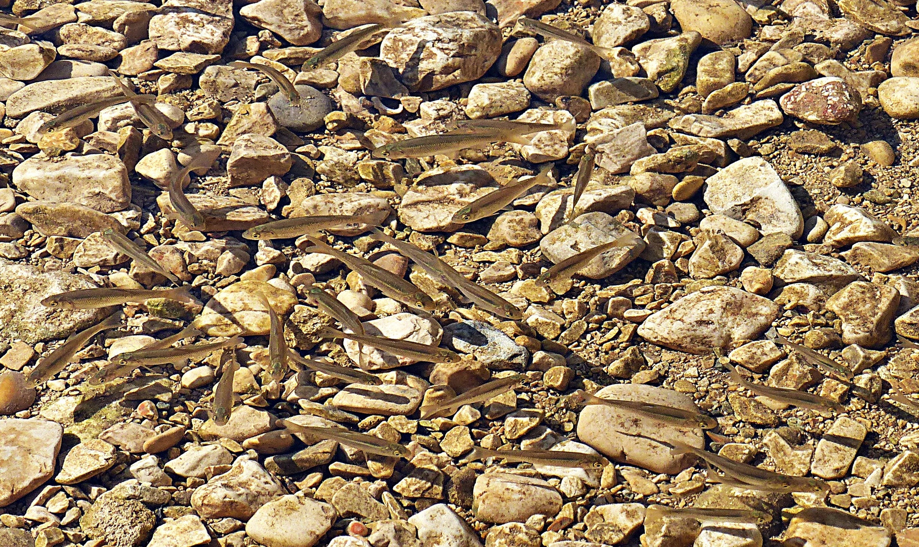 Ein Fischschwarm in der Cetina