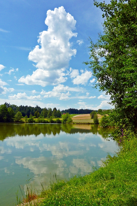 ein Fischteich im Waldviertel