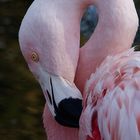 ...ein Flamingo