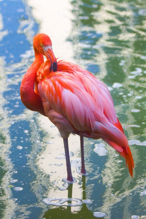 Ein Flamingo