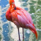 Ein Flamingo