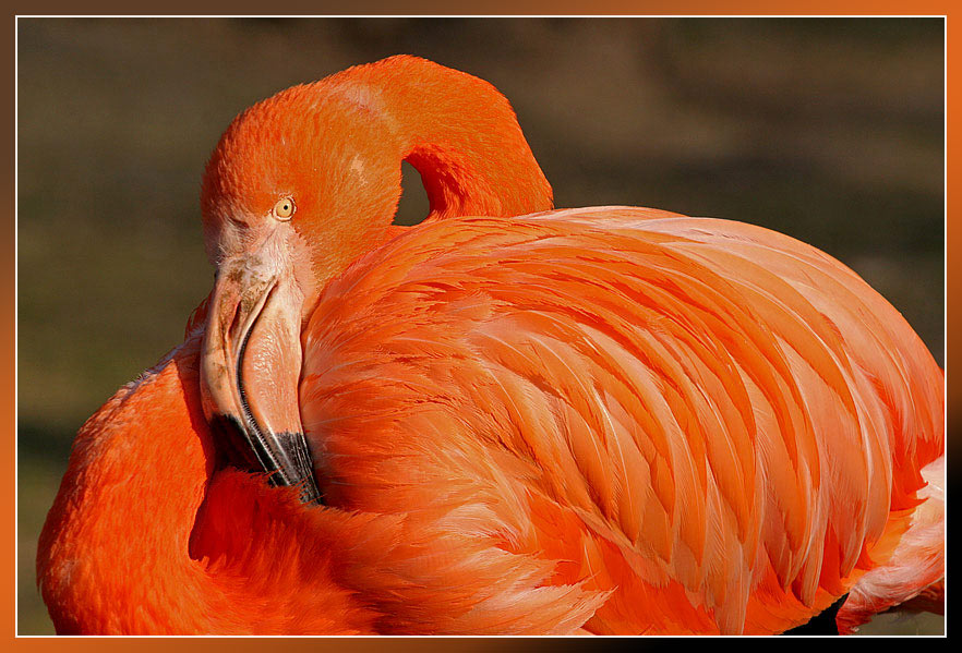 ein Flamingo