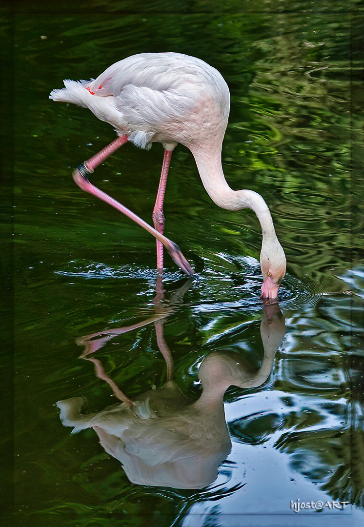 ein Flamingo ...