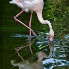 ein Flamingo ...