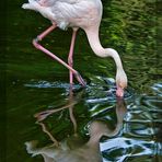 ein Flamingo ...