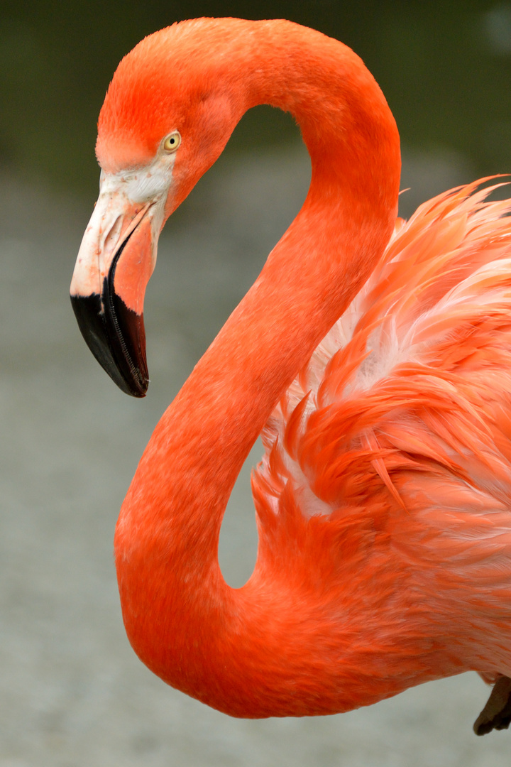 Ein Flamingo...