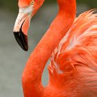 Ein Flamingo...