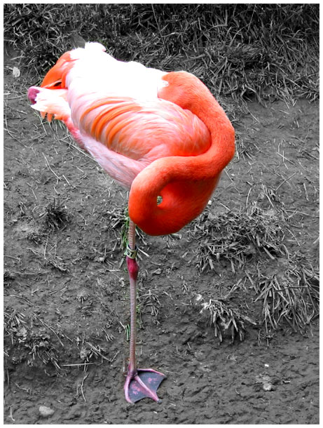 ein flamingo in washington dc