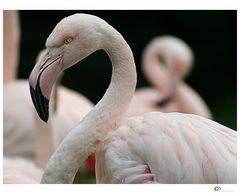 Ein Flamingo kommt selten allein....