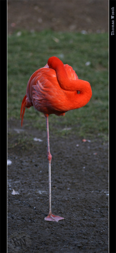 ..ein Flamingo mal anders