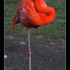 ..ein Flamingo mal anders