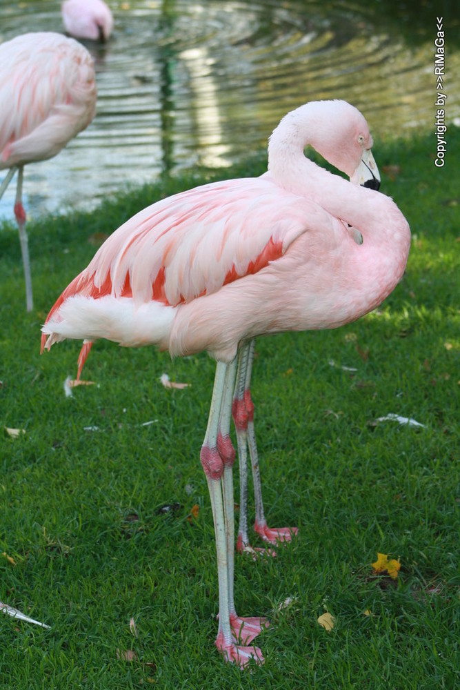 ein Flamingo mit 4 Beinen :-))