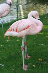 ein Flamingo mit 4 Beinen :-))