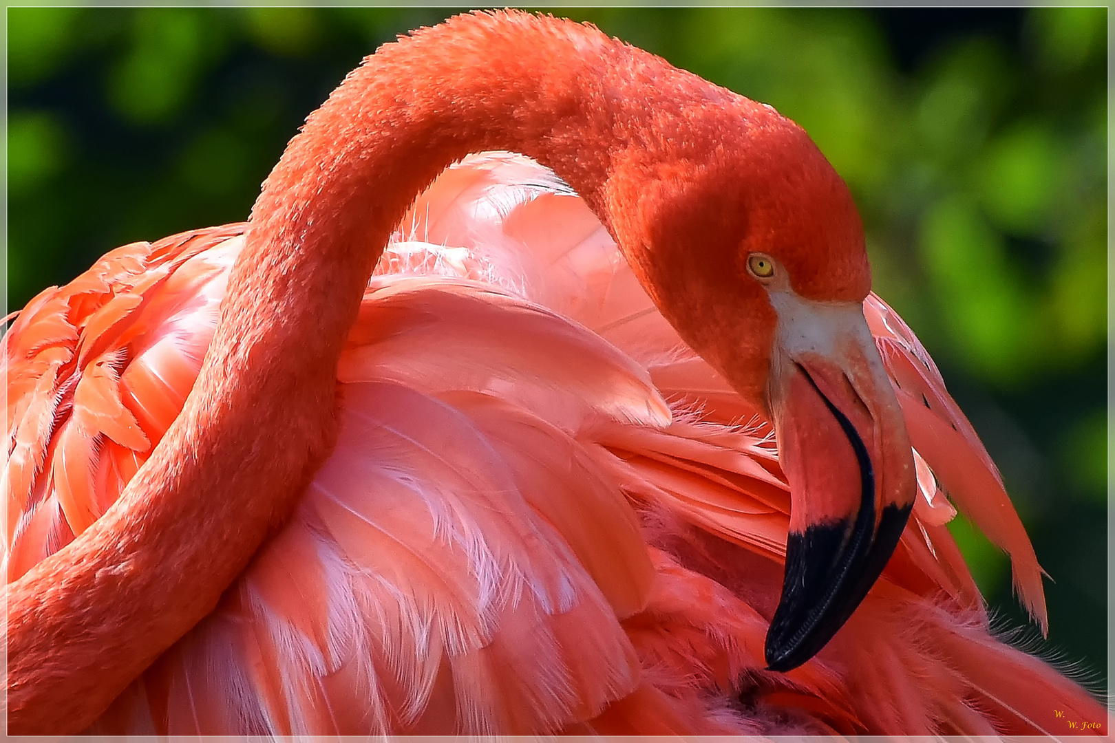 Ein Flamingo Namens Ingo....