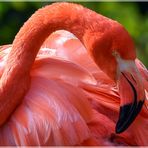 Ein Flamingo Namens Ingo....