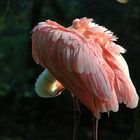 Ein Flamingo oder.....