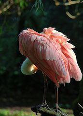 Ein Flamingo oder.....