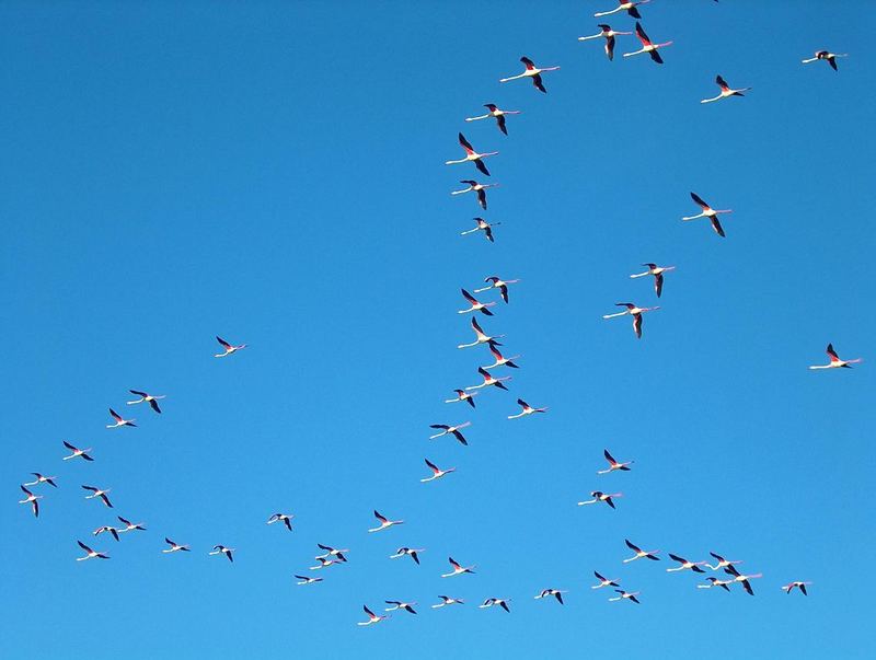 Ein Flamingoschwarm über der Camargue